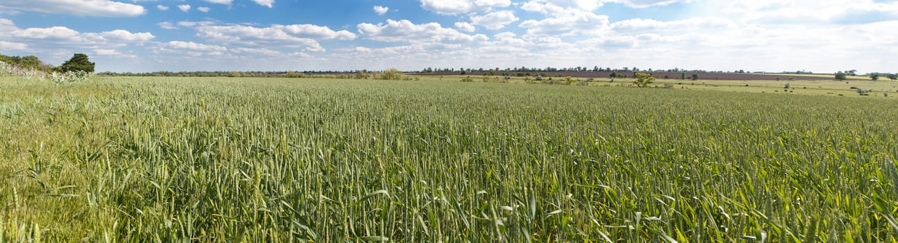 Photo panorama of fields on a sunny day.