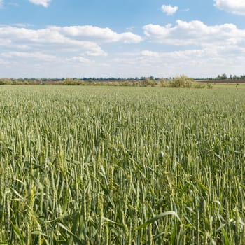 Photo panorama of fields on a sunny day.