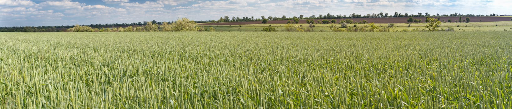 Photo panorama of fields on a sunny day.