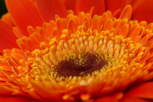 Photoography of a beautiful flowering flower in the spring.