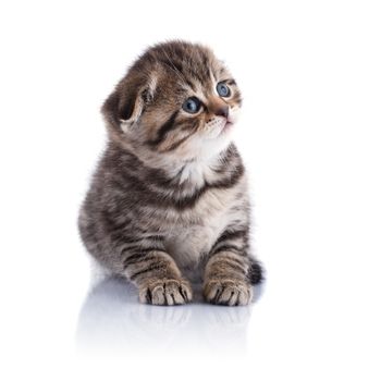 Lop-eared kitten on a magnificent white background.