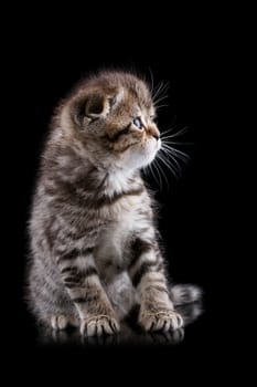 Lop-eared kitten on a magnificent black background.