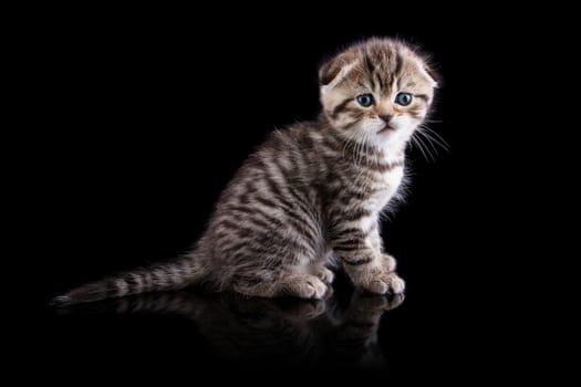 Lop-eared kitten on a magnificent black background.