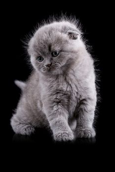 Lop-eared kitten on a magnificent black background.