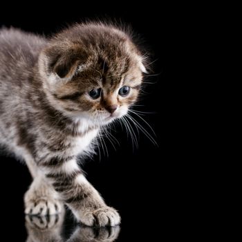 Lop-eared kitten on a magnificent black background.