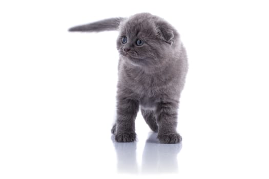 Lop-eared kitten on a magnificent white background.