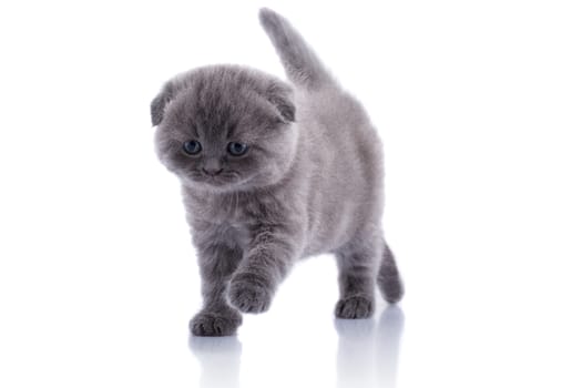 Lop-eared kitten on a magnificent white background.