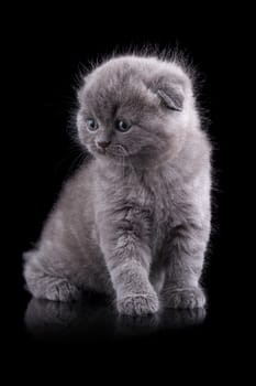 Lop-eared kitten on a magnificent black background.