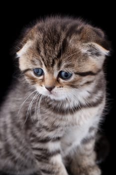 Lop-eared kitten on a magnificent black background.