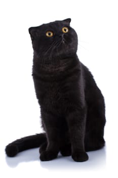 Lop-eared kitten on a magnificent white background.