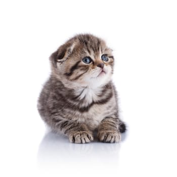 Lop-eared kitten on a magnificent white background.