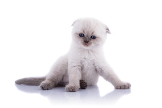 Lop-eared kitten on a magnificent white background.