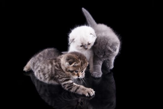 Lop-eared kitten on a magnificent black background.