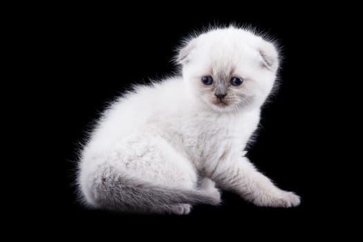 Lop-eared kitten on a magnificent black background.