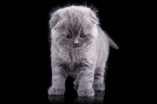 Lop-eared kitten on a magnificent black background.