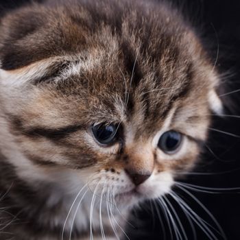 Lop-eared kitten on a magnificent black background.