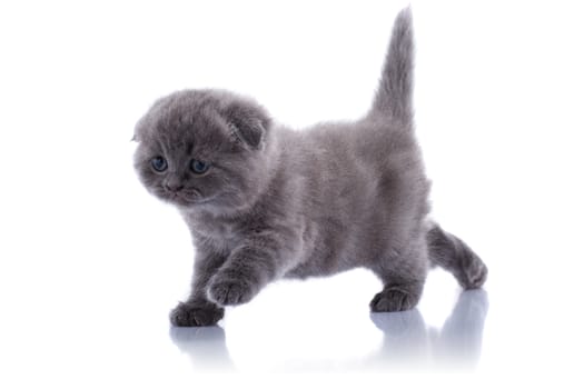 Lop-eared kitten on a magnificent white background.