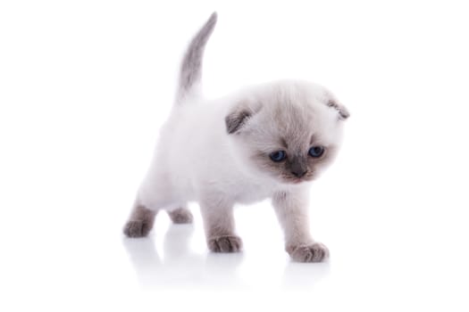 Lop-eared kitten on a magnificent white background.