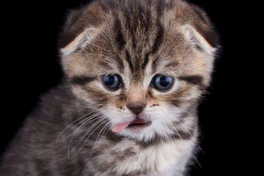 Lop-eared kitten on a magnificent black background.