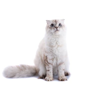 Lop-eared kitten on a magnificent white background.