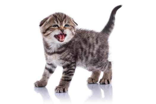 Lop-eared kitten on a magnificent white background.