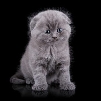 Lop-eared kitten on a magnificent black background.