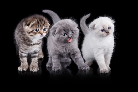 Lop-eared kitten on a magnificent black background.