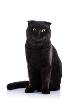 Lop-eared kitten on a magnificent white background.