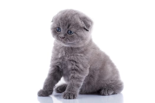 Lop-eared kitten on a magnificent white background.