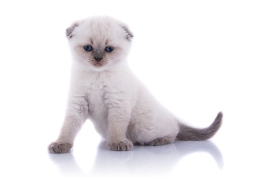 Lop-eared kitten on a magnificent white background.