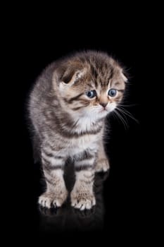 Lop-eared kitten on a magnificent black background.