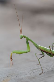Photos green mantis outdoors.