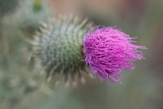 Photoography of a beautiful flowering flower in the spring.