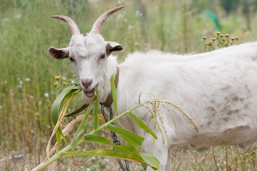 The beautiful picture of domestic goat.