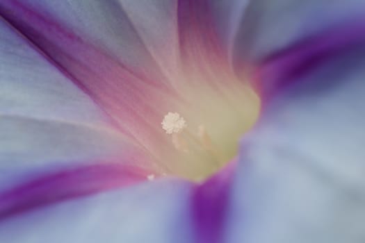 Photoography of a beautiful flowering flower in the spring.