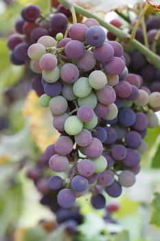 Bunch of grapes outdoors in natural light.