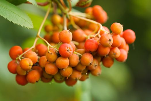 Orange berries on a beautiful background. Shallow depth of field.