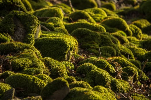 Detail Of Some Moss Covered Rocks With Shallow Focus