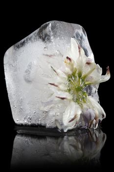 White flower frozen in ice cube on a black background.