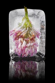 Purple flower frozen in ice cube on a black background.