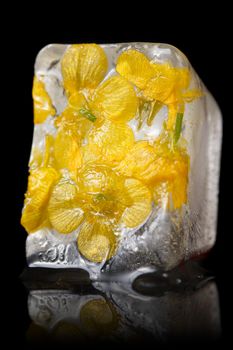 Yellow flower frozen in ice cube on a black background.