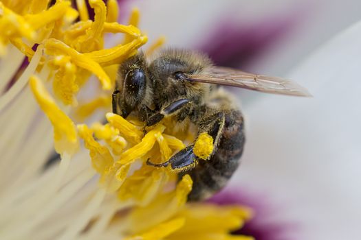 A bee collects ardent on the red and yellow flowers.