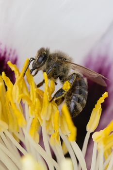 A bee collects ardent on the red and yellow flowers.