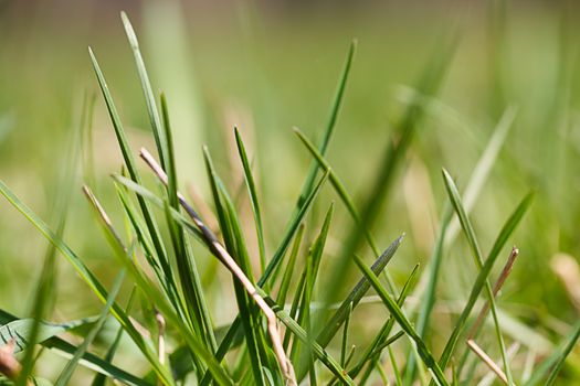 Photo lush green lawn in sunlight.
