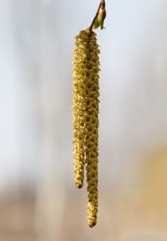 Birch bud blossomed in the spring. Picture taken in the park. 