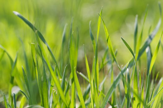 Photo lush green lawn in sunlight.
