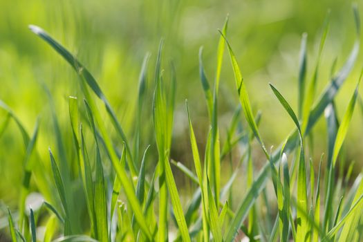 Photo lush green lawn in sunlight.
