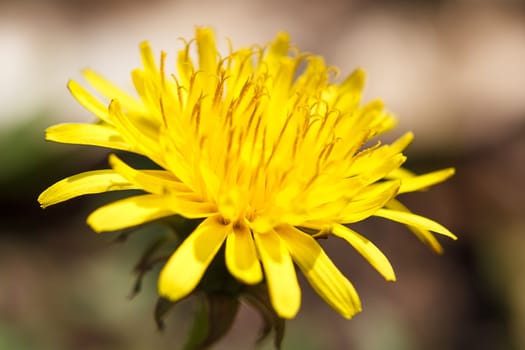 Yellow, fresh dandelion flower in spring.