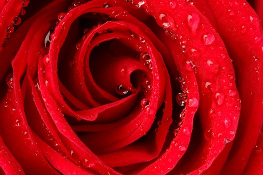 Beautiful red rose with water droplets.