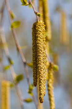 Birch bud blossomed in the spring. Picture taken in the park. 